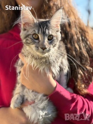 Котенца Мейн Куун, снимка 9 - Мейн кун - 50967412