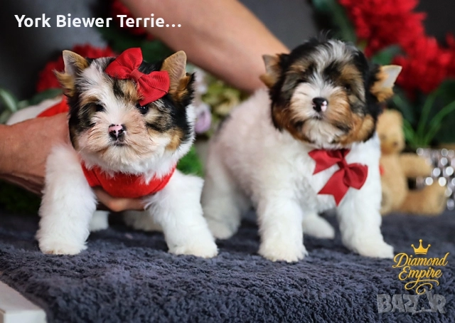 Йоркширски Териер, Сладури момчета и момичета с родословие за деца и възрастни!, снимка 4 - Йоркширски териер - 52948117