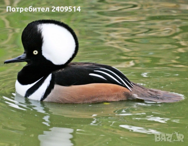 Декоративни патета, снимка 2 - други­ - 53749676