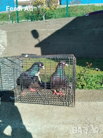 Продавам гълъби на въртене , снимка 3 - Гълъби - 37203652