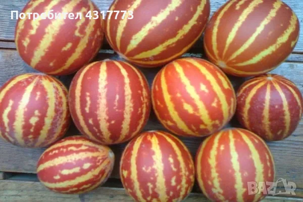 продавам семена, снимка 2 - Сортови семена и луковици - 56210194