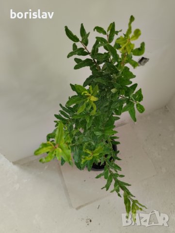 Нар(калинка), снимка 5 - Градински цветя и растения - 42411405