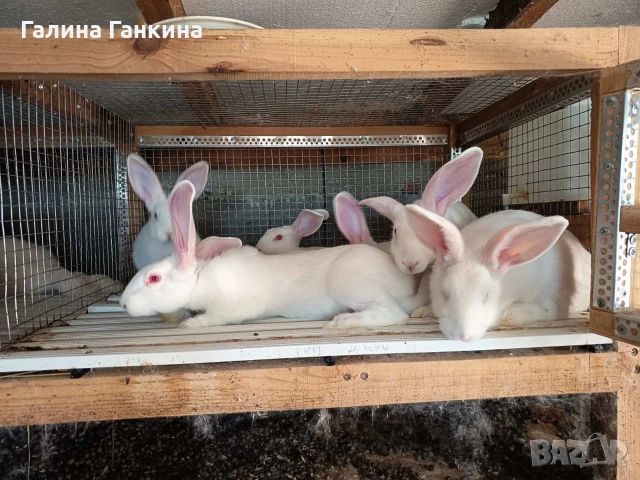 Заешко месо , снимка 5 - Други животни - 53204862