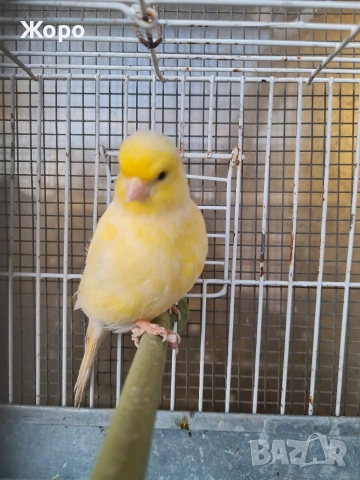 Продавам канари фай фенси , снимка 17 - Канари - 53018067