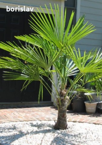 Палми Трахикарпус и Вашингтон, снимка 10 - Стайни растения - 14936682