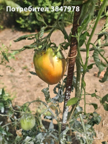 Разсад домат "Биволско сърце", снимка 8 - Градински цветя и растения - 53735749