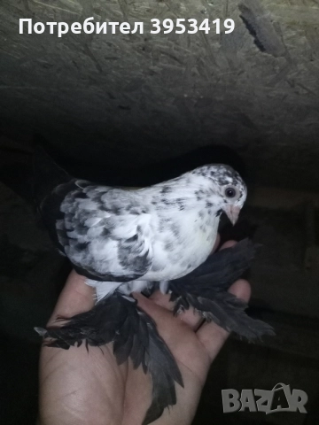 здрави птици, снимка 3 - Гълъби - 52529551