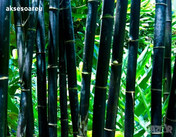 100 бр. нови висококачествени семена Студоустойчив черен бамбук от САЩ за Декорация дома грасдината, снимка 15 - Сортови семена и луковици - 49812622