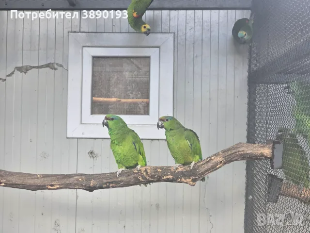 Разнообразие на папагалите амазона, снимка 6 - Папагали - 56068692