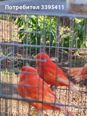 Продавам цветни канари