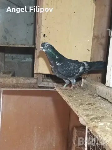 пазарджишки високолетци , снимка 7 - Гълъби - 46485896