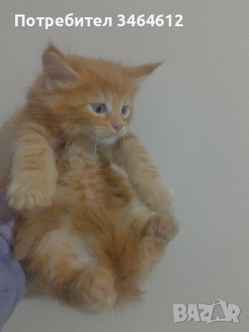 Мейн куун котенца, снимка 8 - Други - 52969975