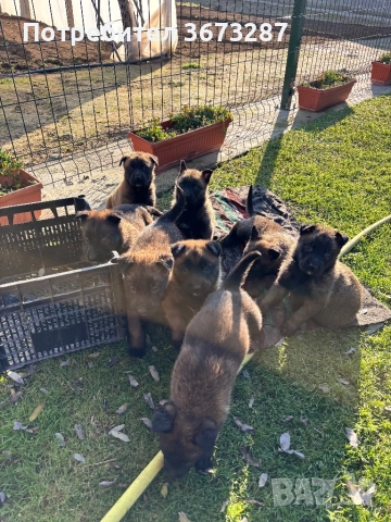 Белгийска овчарка малиноа, снимка 8 - Белгийска овчарка - 52822015