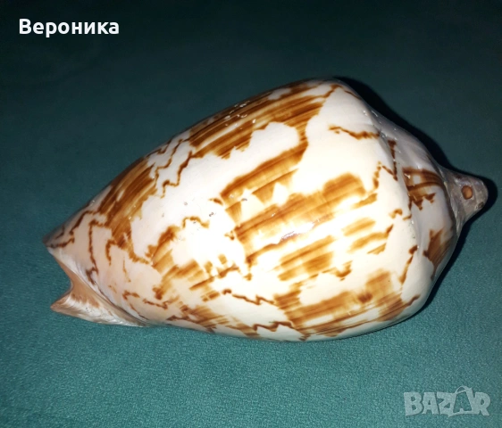 Сувенрна раковина от морски охлюв, снимка 4 - Декорация за дома - 53698924