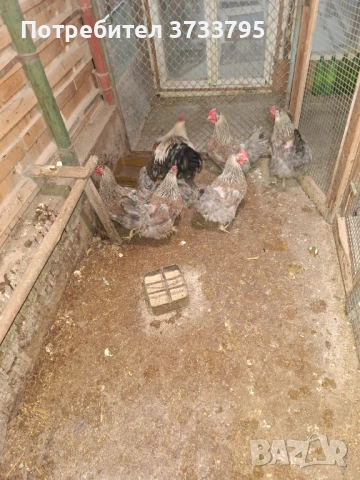 Катунски кокошки, снимка 8 - други­ - 53697525