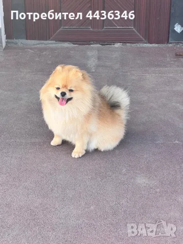 Чистокръвен Померан