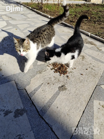 Подарявам две сладки котенца., снимка 3 - Други - 53088628