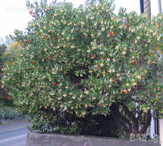 Ягодово дърво/Arbutus unedo (кумарка), снимка 10 - Градински цветя и растения - 39955636