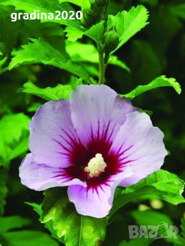 Дървовидна Ружа   - Хибискус , снимка 5 - Разсади - 38067231