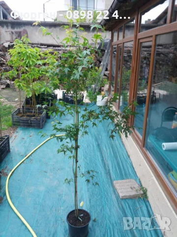 АЦЕР - Японски клен -   Налични 5 вида Студоустойчиви, снимка 7 - Разсади - 34223583