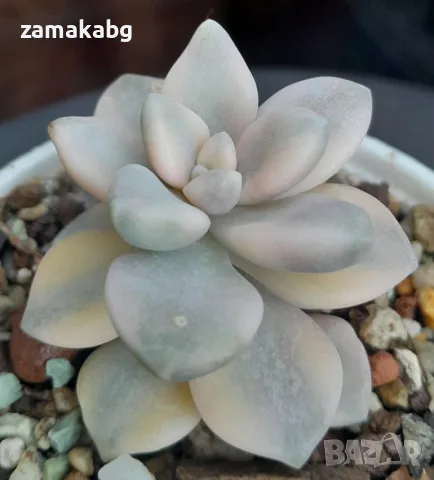 Граптоверия (Graptoveria titubans, variegated Apricot), сукулентно растение, снимка 2 - Стайни растения - 56227240