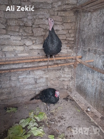 Продавам, снимка 2 - Кокошки и пуйки - 52564350