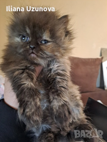 Уникални персийски котенца , снимка 11 - Персийска - 53293077