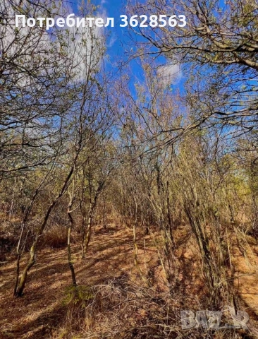 Парцел в село Захари Стояново, област Добрич, снимка 4 - Парцели - 51865292