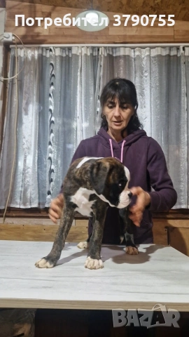 Боксер , снимка 11 - Боксер - 53012002