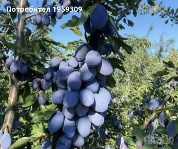 Продавам Био Сливи