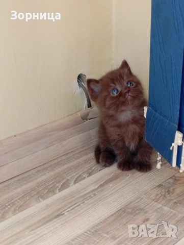 БРИТАНСКО КОТЕ, снимка 5 - Британска късокосместа - 53468415