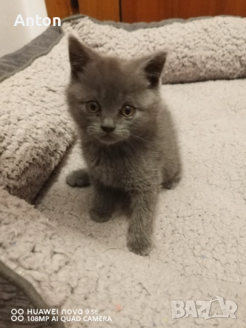 Британче момче, снимка 3 - Британска късокосместа - 52748840