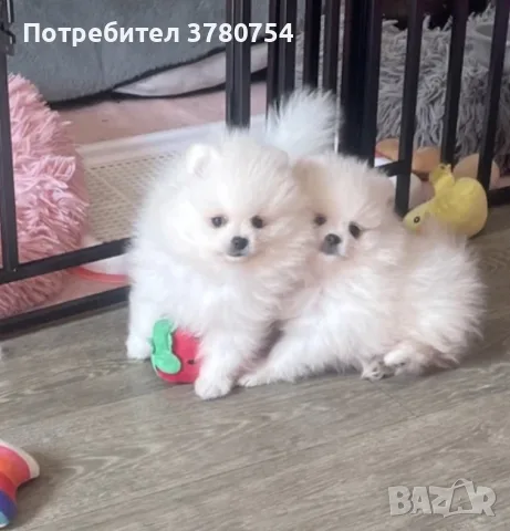 Мини Померан мини