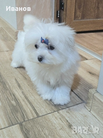 Малтийска болонка момче , снимка 4 - Болонка - 53591648