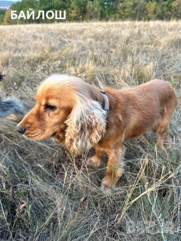 Работещи кучета за трюфели , снимка 2 - Други - 52945211