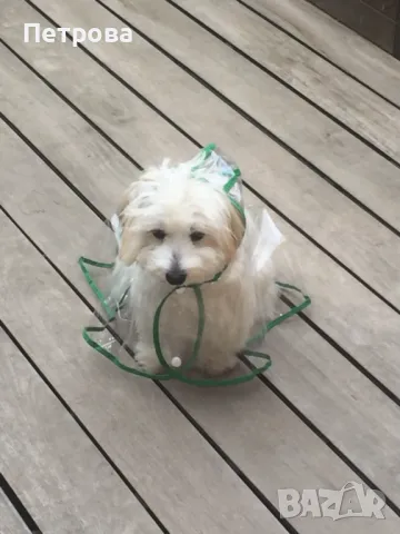 Прозрачен дъждобран за домашни любимци, снимка 3 - За кучета - 50163668