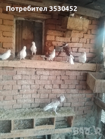 Продавам английски гушести гълъби 