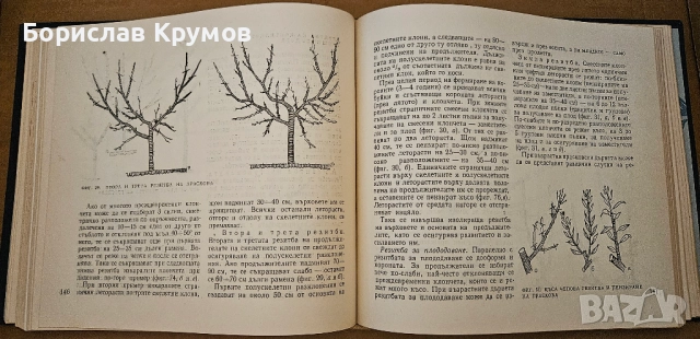 Дворът - съвременна домашна градина, снимка 3 - Специализирана литература - 52776055