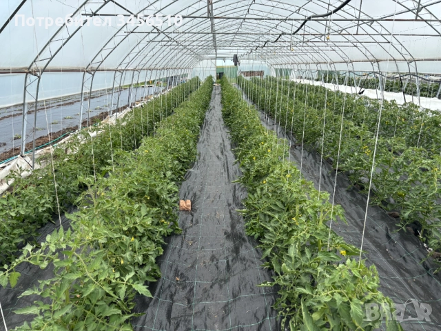 Стопанство за производство на зеленчуци, снимка 6 - Земеделска земя - 52690807