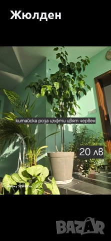 китайска роза