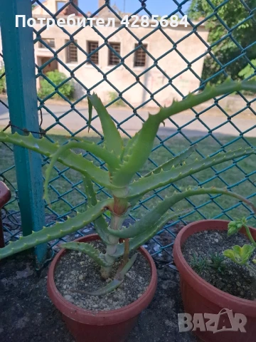 Лечебно алое, снимка 2 - Градински цветя и растения - 50714939