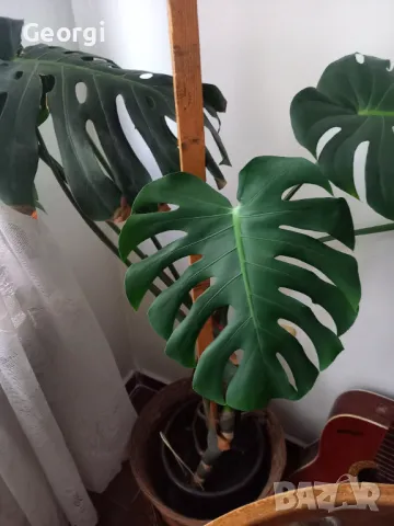 Цвете Филодендрон голямо , снимка 3 - Стайни растения - 50352892
