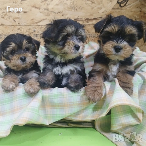 йоркширски териер , снимка 10 - Йоркширски териер - 53504599