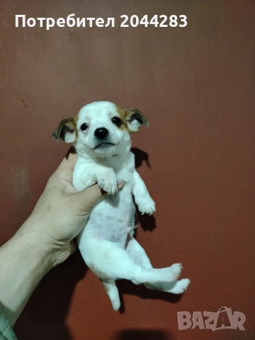 мини пинчер