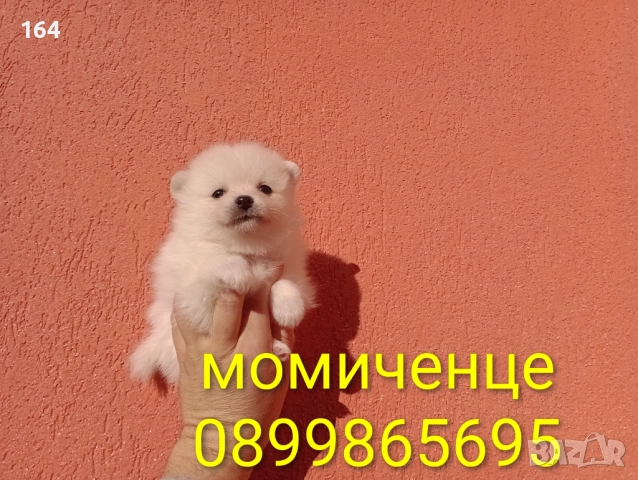 Померани. Белички. Реални снимки от 29.12.25 г., снимка 9 - Померан - 52926285