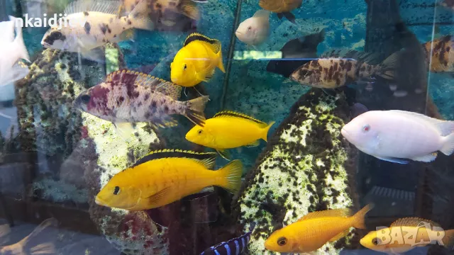 Перфектни, пъстри, цветни риби (цинотилапии и аулонокари), снимка 7 - Рибки - 47399931