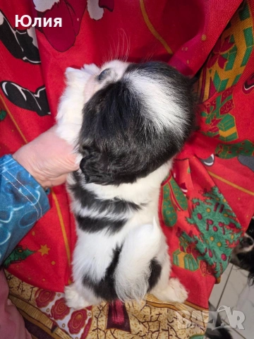 Японски хин, снимка 6 - Други - 52506196