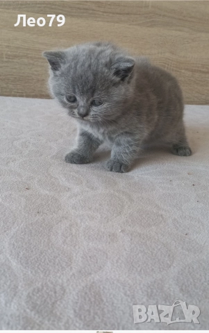 британска късокосместа 550лв , снимка 9 - Британска късокосместа - 52842750