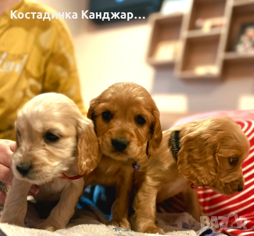 Чистокръвни Кокер Шпаньол кученца, снимка 4 - Кокер шпаньол - 52372383
