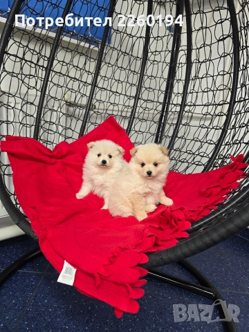 Померанче , снимка 3 - Померан - 53259288